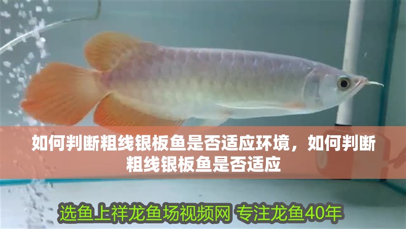 如何判斷粗線銀板魚是否適應(yīng)環(huán)境，如何判斷粗線銀板魚是否適應(yīng)