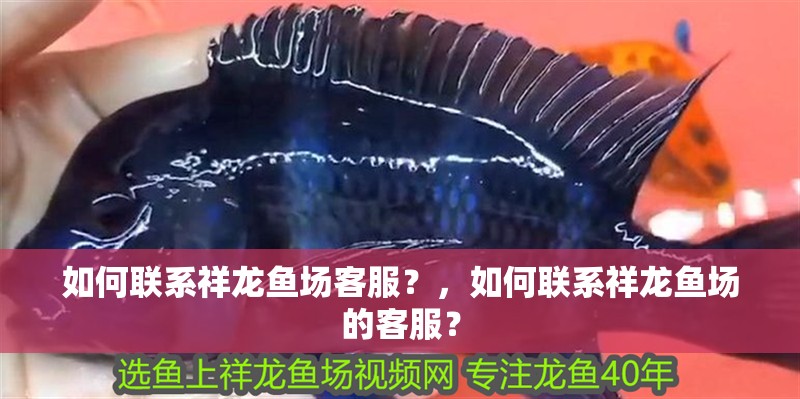 如何聯系祥龍魚場客服？，如何聯系祥龍魚場的客服？