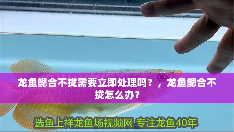 龍魚(yú)鰓合不攏需要立即處理嗎？，龍魚(yú)鰓合不攏怎么辦？