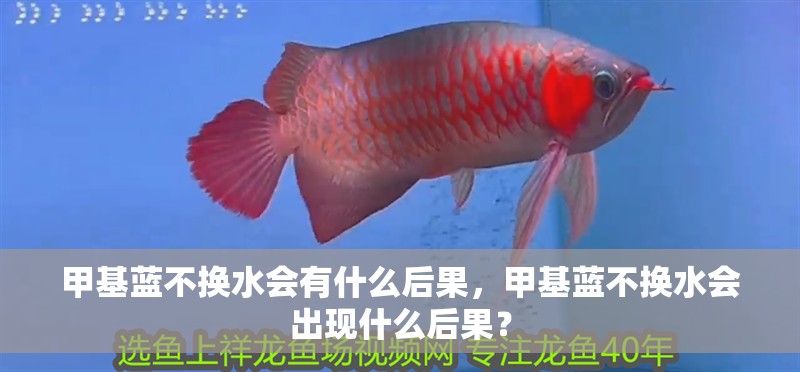 甲基藍不換水會有什么后果，甲基藍不換水會出現什么后果？