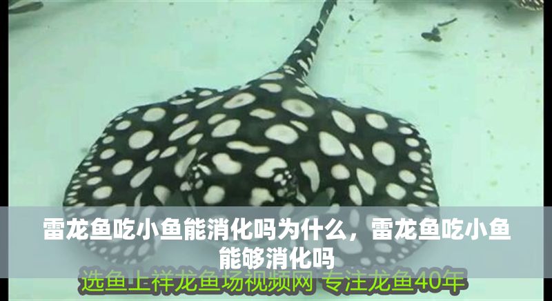 雷龍魚吃小魚能消化嗎為什么，雷龍魚吃小魚能夠消化嗎