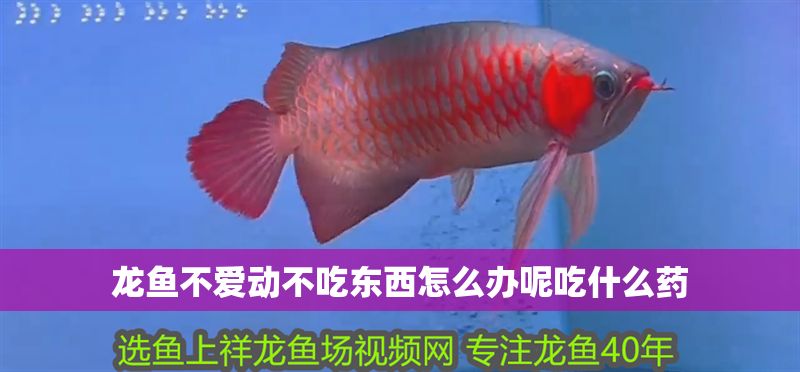 龍魚不愛動不吃東西怎么辦呢吃什么藥