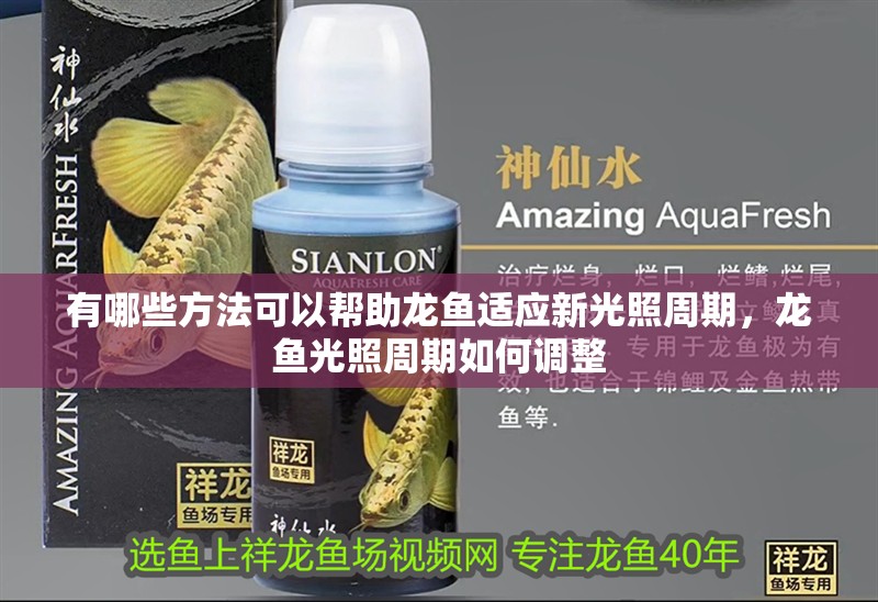 有哪些方法可以幫助龍魚適應(yīng)新光照周期，龍魚光照周期如何調(diào)整