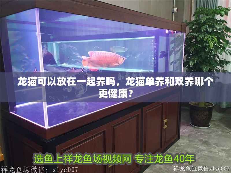 龍貓可以放在一起養嗎，龍貓單養和雙養哪個更健康？