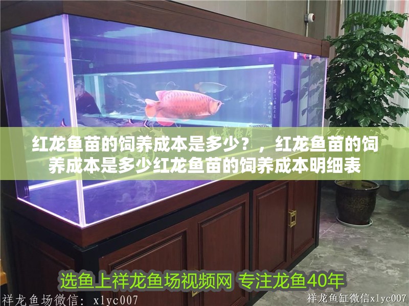 紅龍魚苗的飼養成本是多少？，紅龍魚苗的飼養成本是多少紅龍魚苗的飼養成本明細表