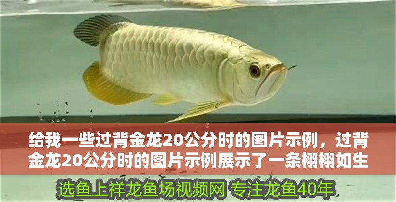 給我一些過背金龍20公分時的圖片示例，過背金龍20公分時的圖片示例展示了一條栩栩如生的金龍