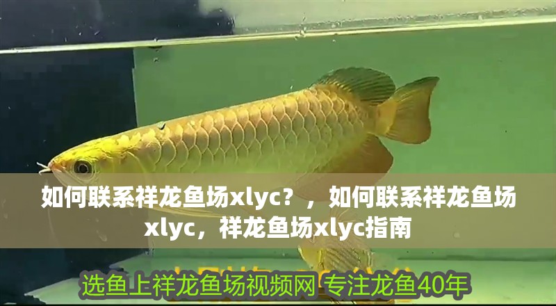 如何聯系祥龍魚場xlyc？，如何聯系祥龍魚場xlyc，祥龍魚場xlyc指南