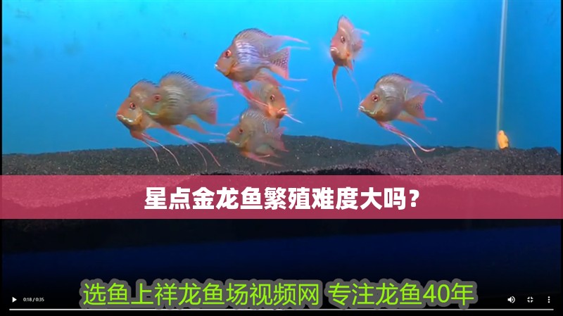星點金龍魚繁殖難度大嗎？