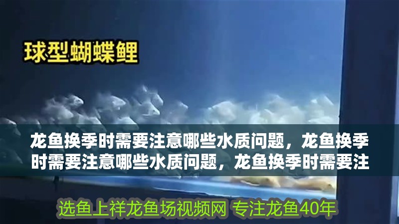 龍魚換季時需要注意哪些水質問題，龍魚換季時需要注意哪些水質問題，龍魚換季時需要注意的水質問題