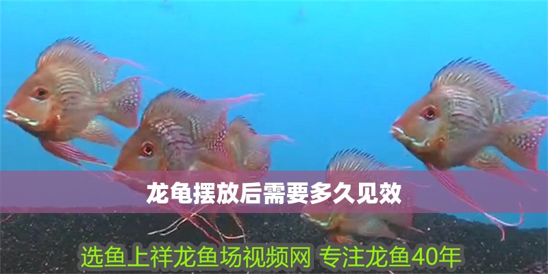 龍龜擺放后需要多久見效