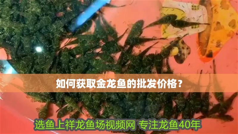 如何獲取金龍魚的批發價格？