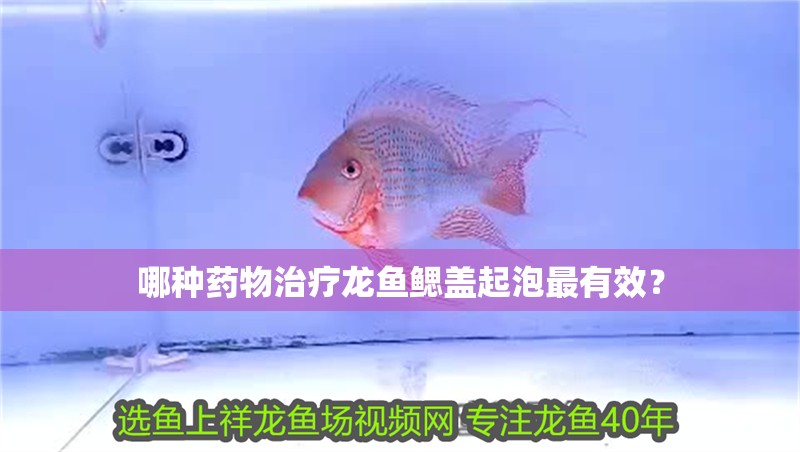 哪種藥物治療龍魚鰓蓋起泡最有效？