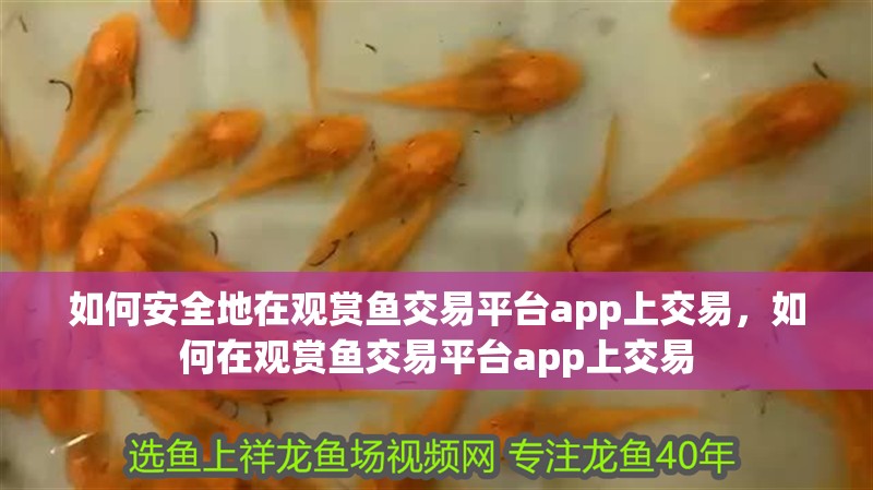 如何安全地在觀(guān)賞魚(yú)交易平臺(tái)app上交易，如何在觀(guān)賞魚(yú)交易平臺(tái)app上交易