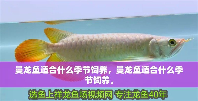 曼龍魚適合什么季節飼養，曼龍魚適合什么季節飼養，