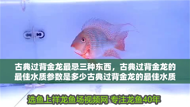 古典過(guò)背金龍最忌三種東西，古典過(guò)背金龍的最佳水質(zhì)參數(shù)是多少古典過(guò)背金龍的最佳水質(zhì)參數(shù)