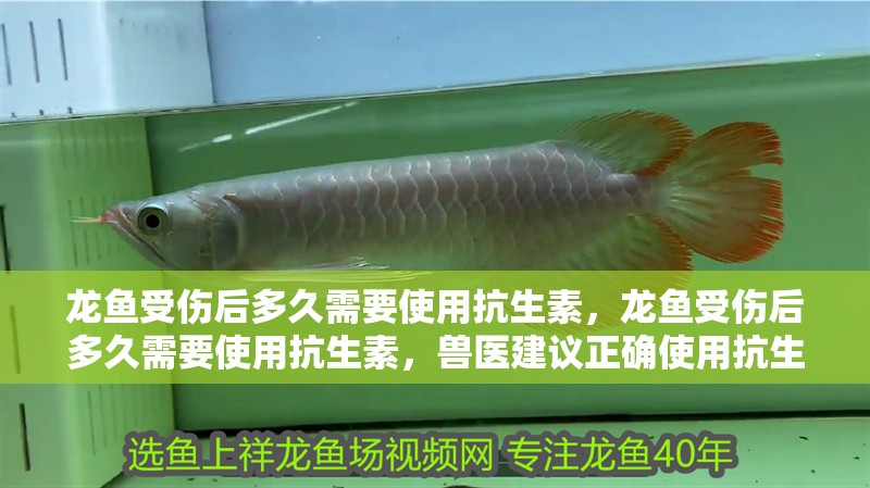龍魚受傷后多久需要使用抗生素，龍魚受傷后多久需要使用抗生素，獸醫建議正確使用抗生素