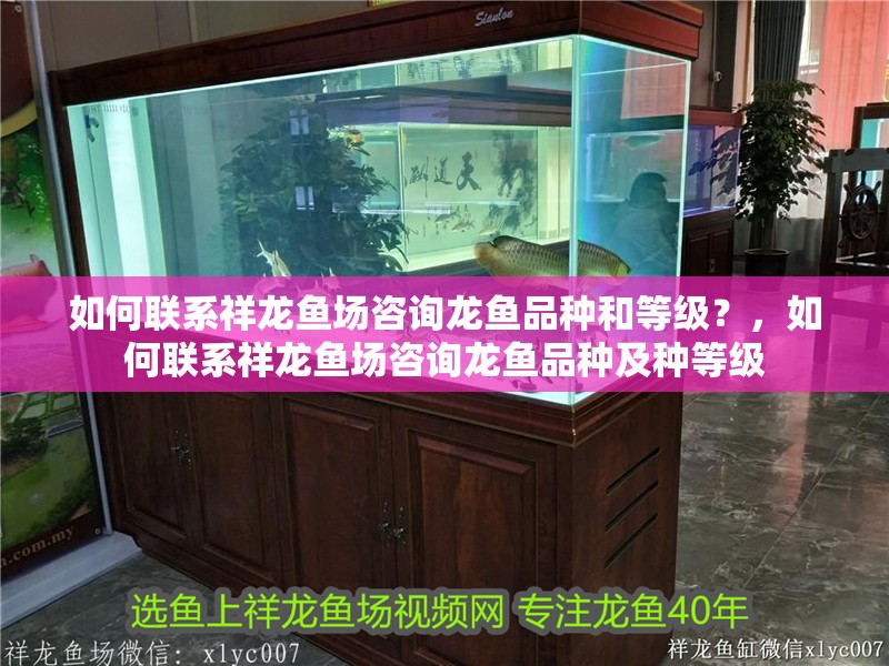 如何聯系祥龍魚場咨詢龍魚品種和等級？，如何聯系祥龍魚場咨詢龍魚品種及種等級