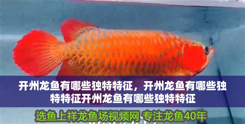 開州龍魚有哪些獨特特征，開州龍魚有哪些獨特特征開州龍魚有哪些獨特特征