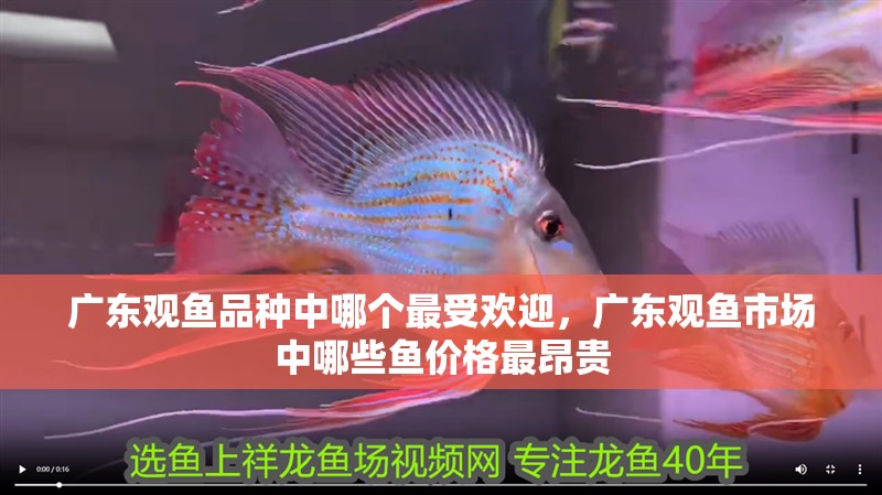 廣東觀魚品種中哪個最受歡迎，廣東觀魚市場中哪些魚價格最昂貴