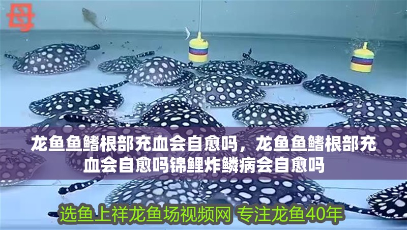 龍魚魚鰭根部充血會(huì)自愈嗎，龍魚魚鰭根部充血會(huì)自愈嗎錦鯉炸鱗病會(huì)自愈嗎