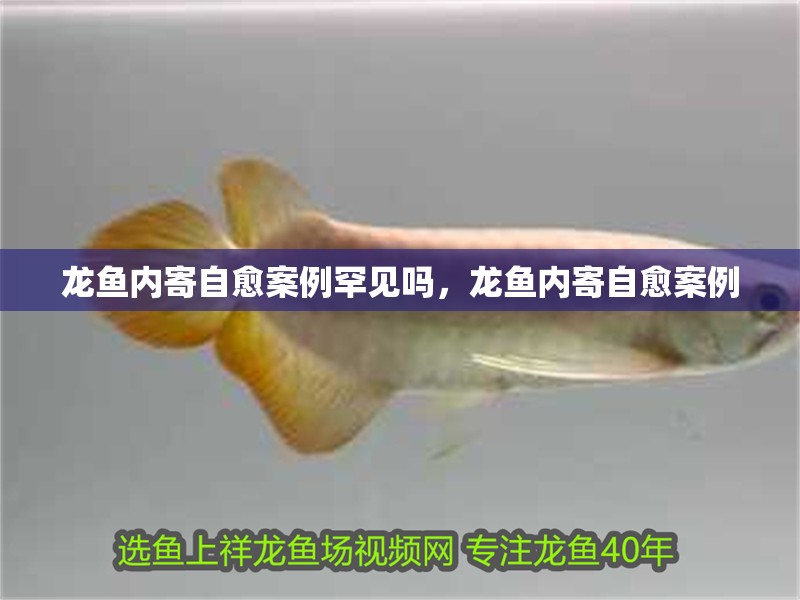 龍魚內(nèi)寄自愈案例罕見嗎，龍魚內(nèi)寄自愈案例