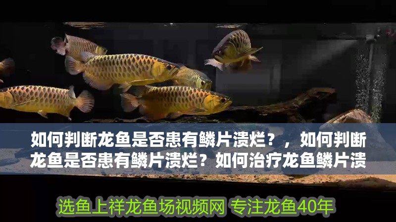 如何判斷龍魚是否患有鱗片潰爛？，如何判斷龍魚是否患有鱗片潰爛？如何治療龍魚鱗片潰爛？