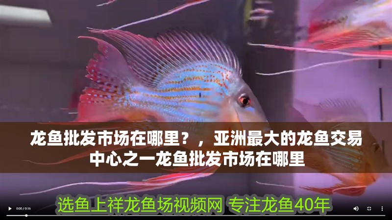 龍魚批發(fā)市場(chǎng)在哪里？，亞洲最大的龍魚交易中心之一龍魚批發(fā)市場(chǎng)在哪里