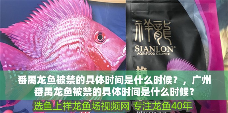 番禺龍魚被禁的具體時間是什么時候？，廣州番禺龍魚被禁的具體時間是什么時候？