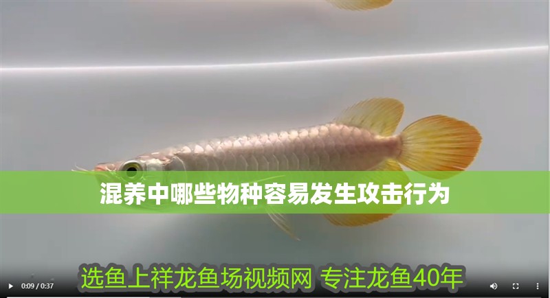 混養中哪些物種容易發生攻擊行為