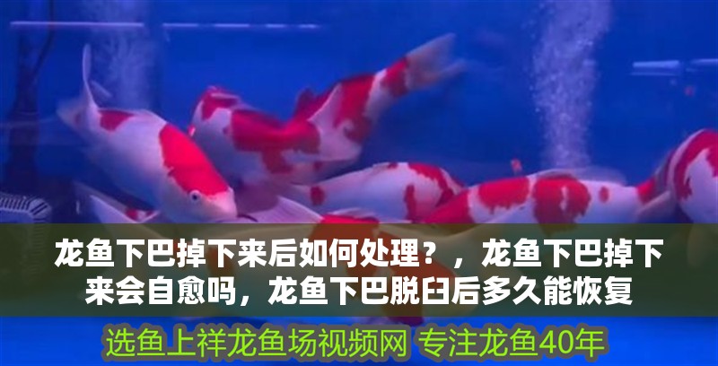 龍魚下巴掉下來后如何處理？，龍魚下巴掉下來會自愈嗎，龍魚下巴脫臼后多久能恢復