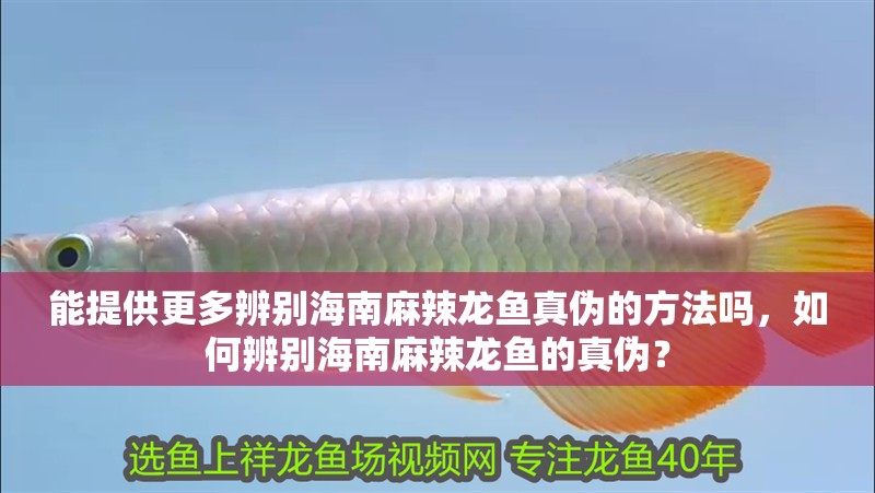 能提供更多辨別海南麻辣龍魚真偽的方法嗎，如何辨別海南麻辣龍魚的真偽？