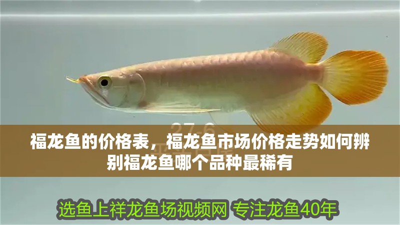 福龍魚的價格表，福龍魚市場價格走勢如何辨別福龍魚哪個品種最稀有