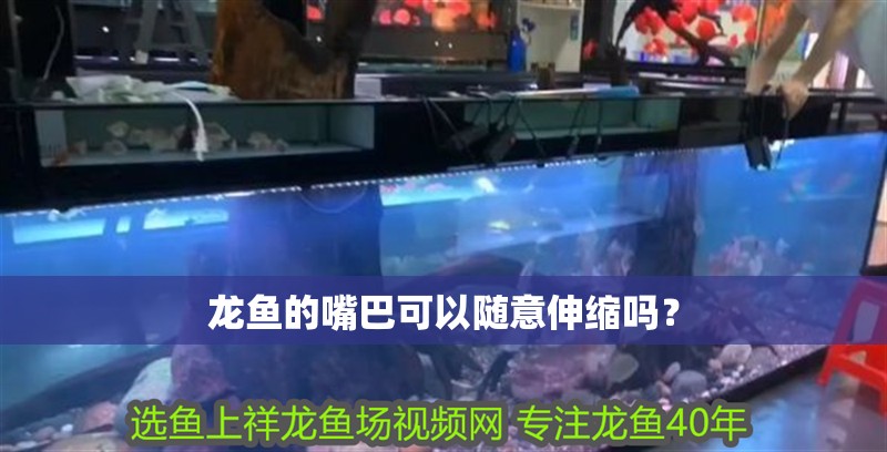龍魚的嘴巴可以隨意伸縮嗎？