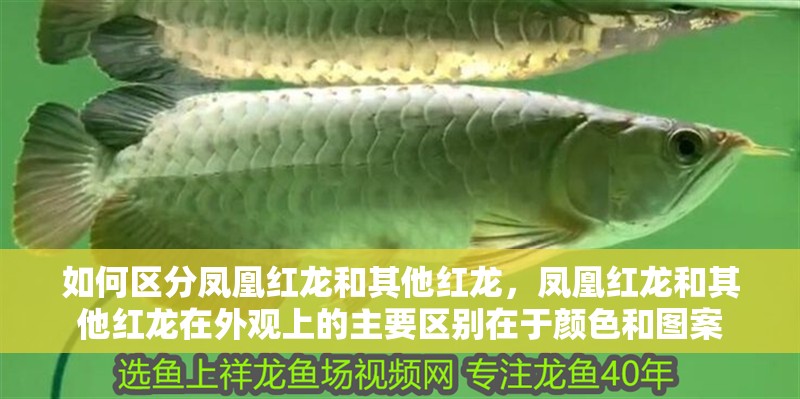 如何區(qū)分鳳凰紅龍和其他紅龍，鳳凰紅龍和其他紅龍在外觀上的主要區(qū)別在于顏色和圖案