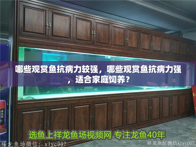 哪些觀賞魚抗病力較強，哪些觀賞魚抗病力強，適合家庭飼養(yǎng)？