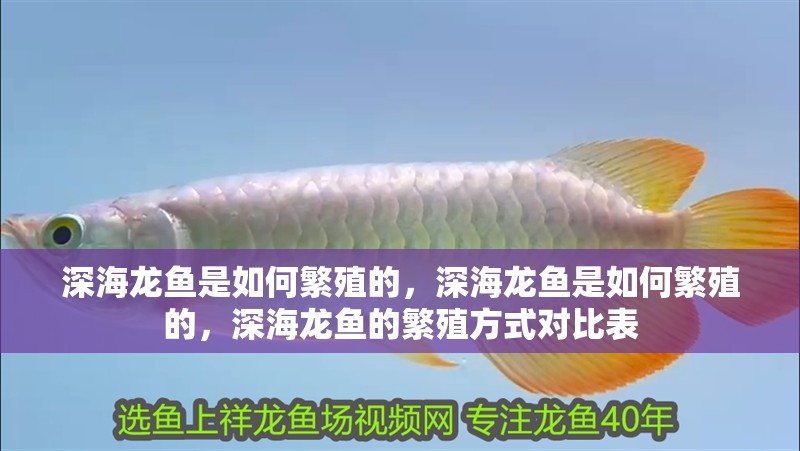 深海龍魚是如何繁殖的，深海龍魚是如何繁殖的，深海龍魚的繁殖方式對比表