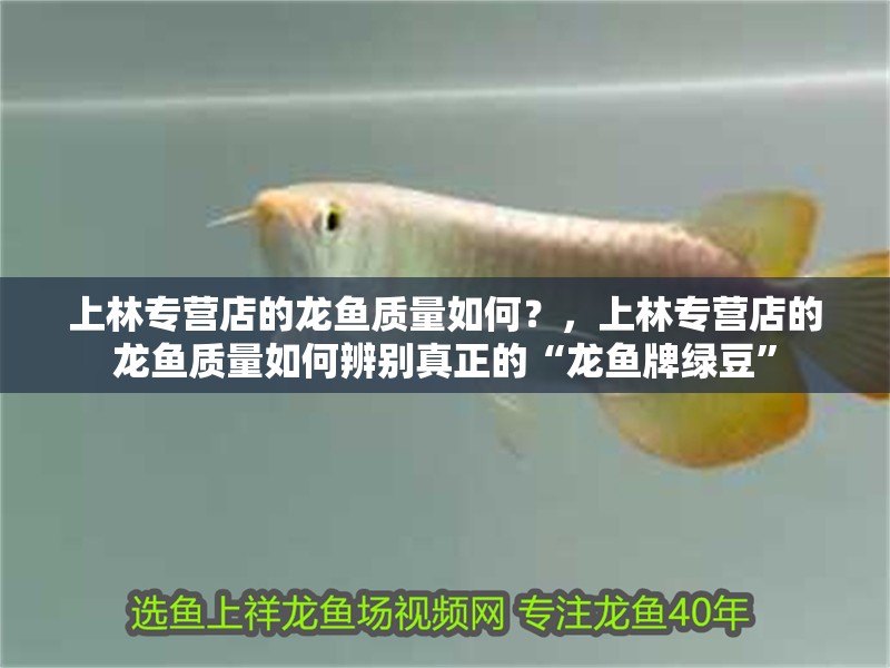 上林專營店的龍魚質量如何？，上林專營店的龍魚質量如何辨別真正的“龍魚牌綠豆”