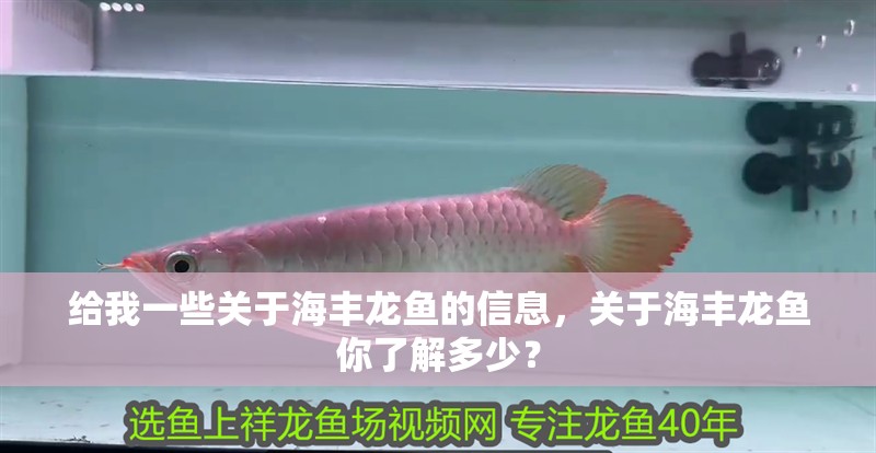 給我一些關于海豐龍魚的信息，關于海豐龍魚你了解多少？