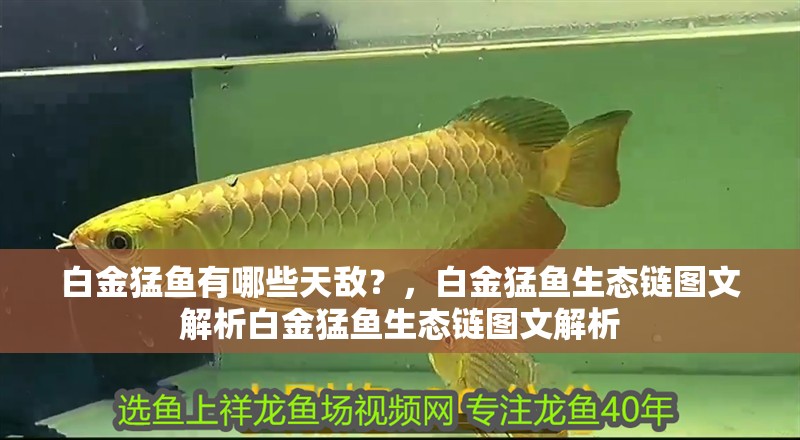 白金猛魚有哪些天敵？，白金猛魚生態(tài)鏈圖文解析白金猛魚生態(tài)鏈圖文解析