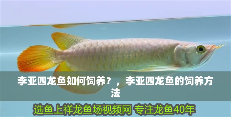 李亞四龍魚如何飼養(yǎng)？，李亞四龍魚的飼養(yǎng)方法
