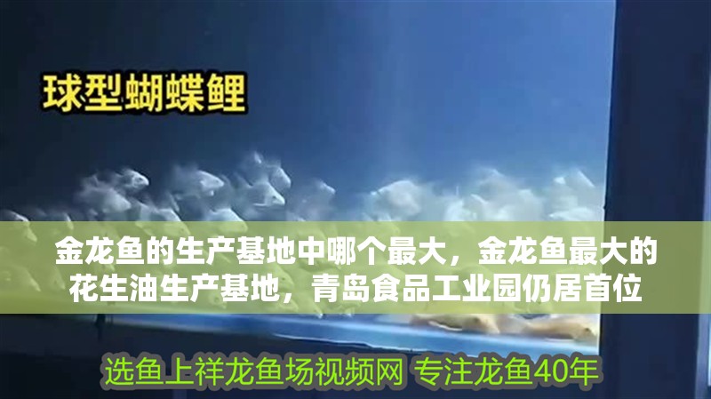 金龍魚的生產基地中哪個最大，金龍魚最大的花生油生產基地，青島食品工業園仍居首位