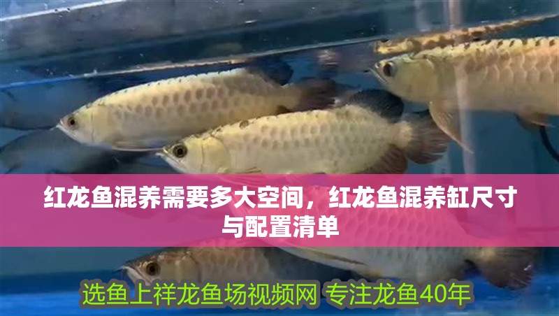 紅龍魚混養需要多大空間，紅龍魚混養缸尺寸與配置清單