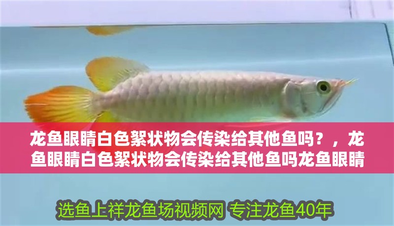 龍魚眼睛白色絮狀物會傳染給其他魚嗎？，龍魚眼睛白色絮狀物會傳染給其他魚嗎龍魚眼睛白色絮狀物會傳染嗎