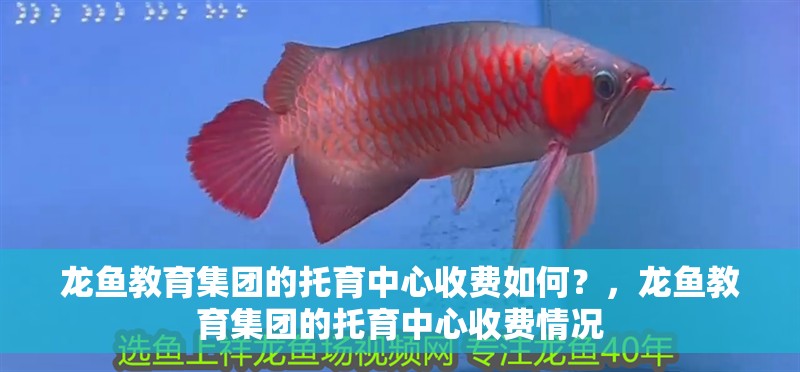龍魚教育集團的托育中心收費如何？，龍魚教育集團的托育中心收費情況