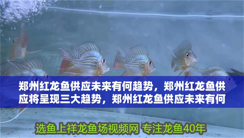 鄭州紅龍魚供應未來有何趨勢，鄭州紅龍魚供應將呈現三大趨勢，鄭州紅龍魚供應未來有何趨勢