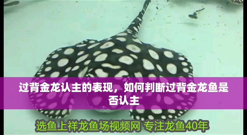過背金龍認主的表現(xiàn)，如何判斷過背金龍魚是否認主