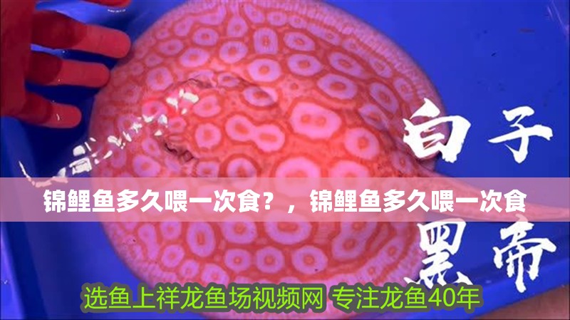 錦鯉魚多久喂一次食？，錦鯉魚多久喂一次食