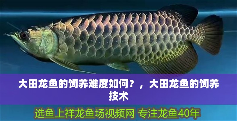大田龍魚的飼養(yǎng)難度如何？，大田龍魚的飼養(yǎng)技術(shù)