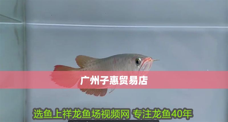 廣州子惠貿易店 全國水族館企業名錄 第1張 廣州子惠貿易店 廣州子惠貿易店 全國水族館企業名錄 第1張