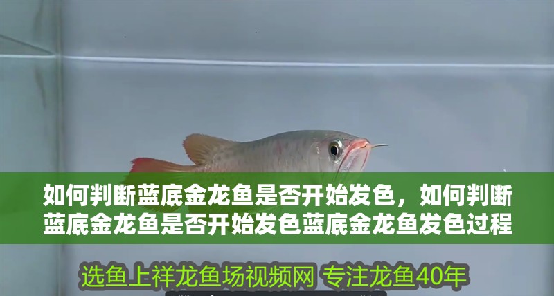 如何判斷藍底金龍魚是否開始發色，如何判斷藍底金龍魚是否開始發色藍底金龍魚發色過程